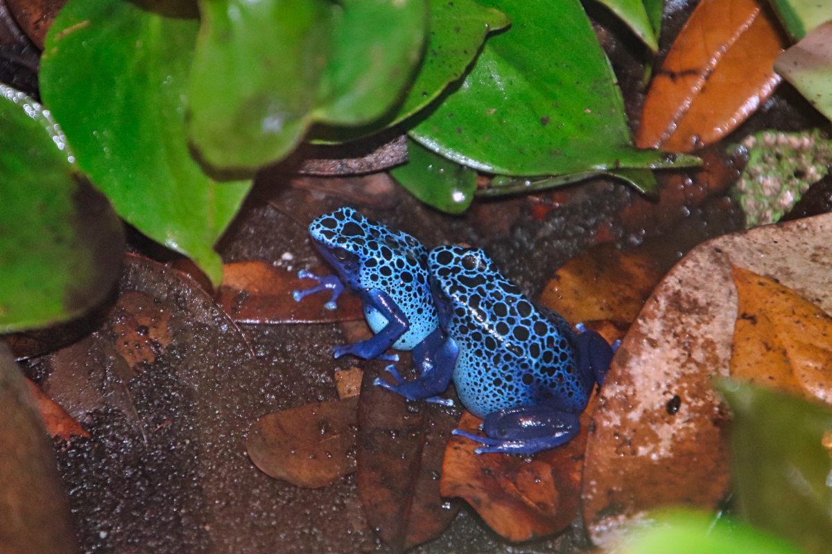 Azureus Blue Dart Frogs at GarLyn Zoo